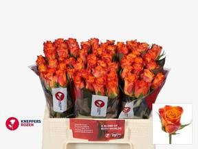 Rosa gr mariyo!