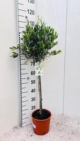 Olea europaea