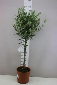 Olea europaea