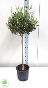 Olea europaea