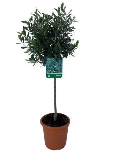Olea europaea