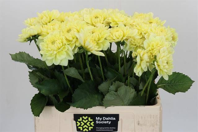 Dahlia white star