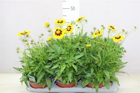 Coreopsis