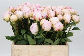 Paeonia dynasty