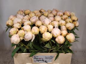 Paeonia dynasty