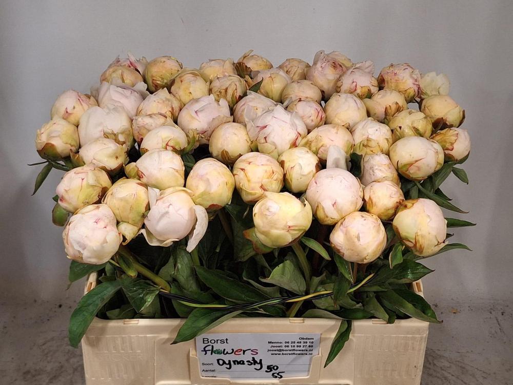 Paeonia dynasty