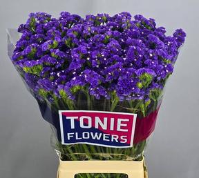 Statice crystal dark blue