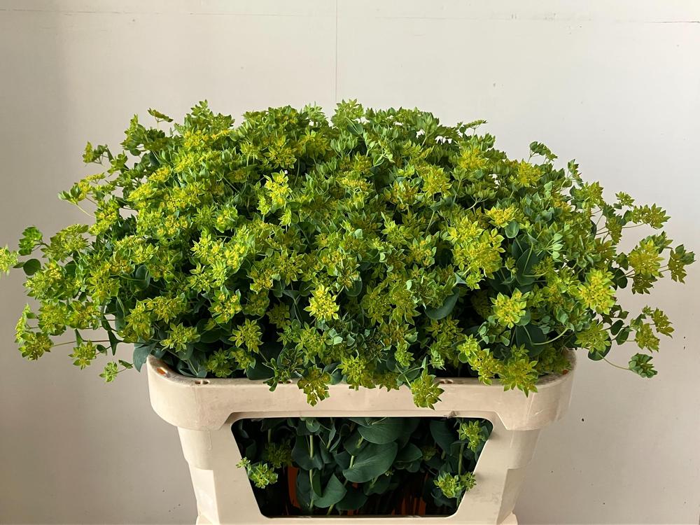 Bupleurum griffithii