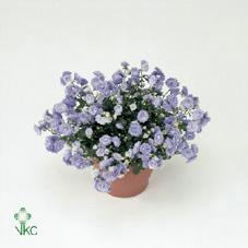 Campanula mix