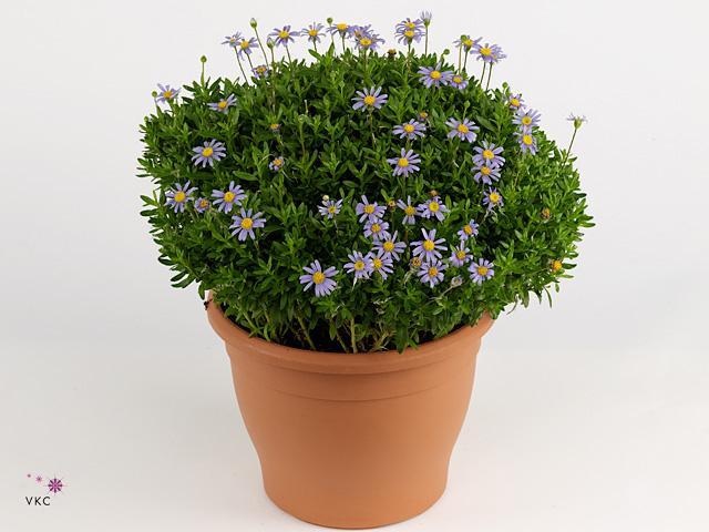 Felicia amel. Felicitara blue