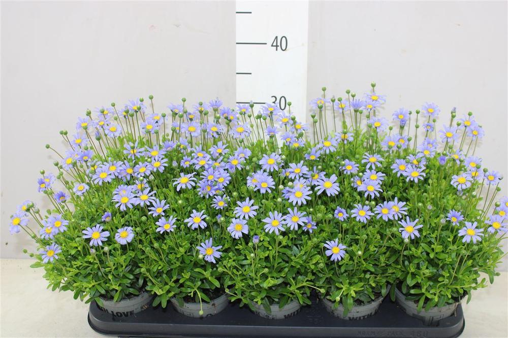 Felicia amel. Felicitara blue