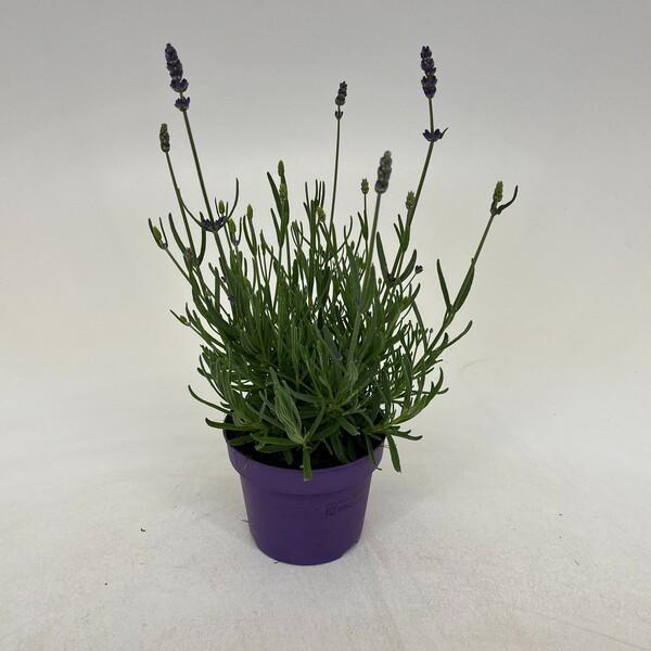 Lavandula angustifolia Hidcote