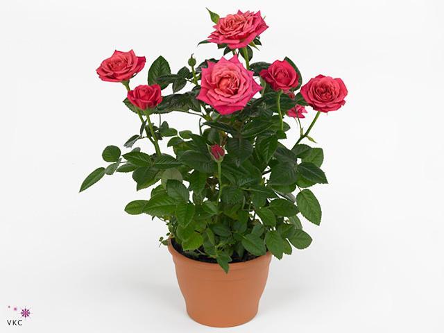 Rosa Purple
