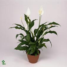 Spathiphyllum Strauss