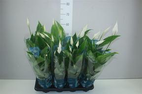 Spathiphyllum Strauss