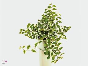 Ficus pumila