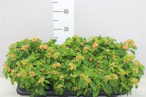 Lantana camara mix
