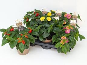 Lantana camara mix