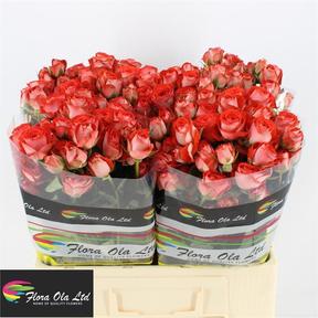 Rosa tr zadique