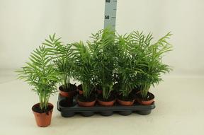 Chamaedorea elegans