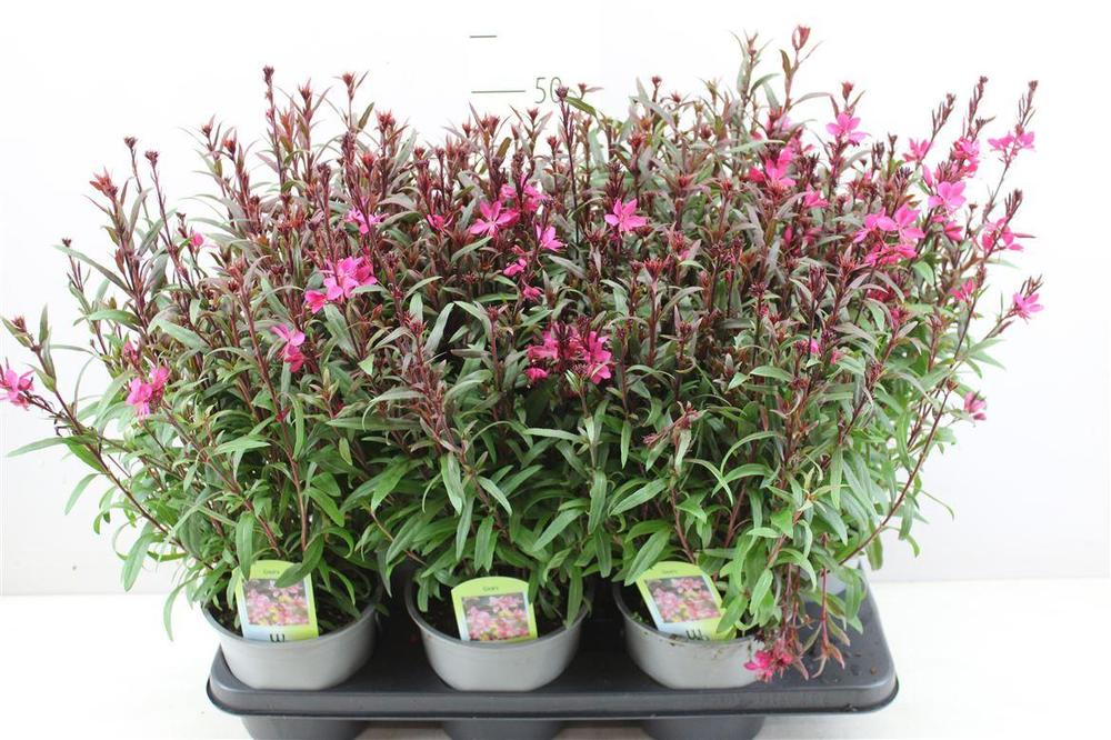 Gaura lindheimeri