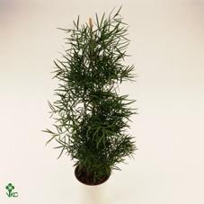 Asparagus falcatus
