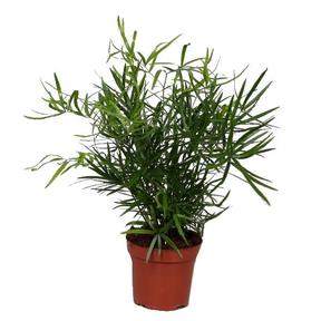 Asparagus falcatus