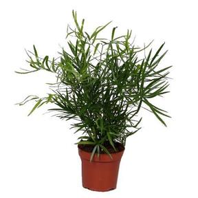 Asparagus falcatus
