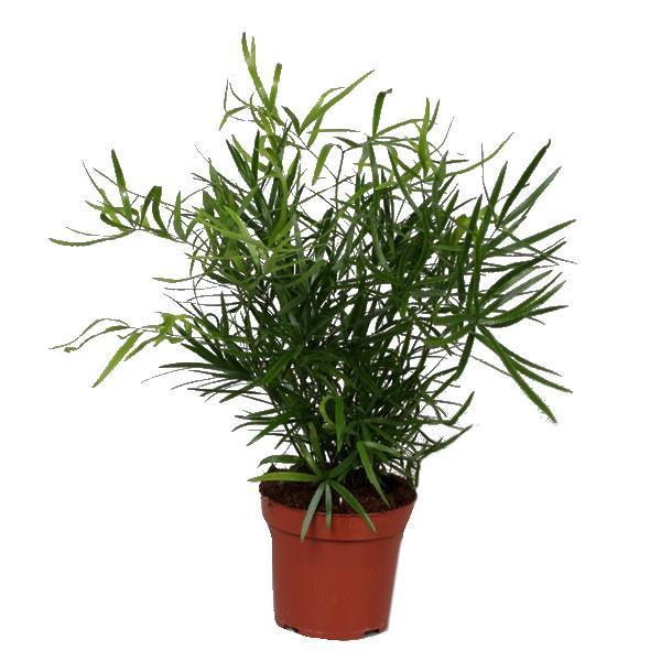 Asparagus falcatus