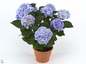 Hydrangea macr. Ankong blue