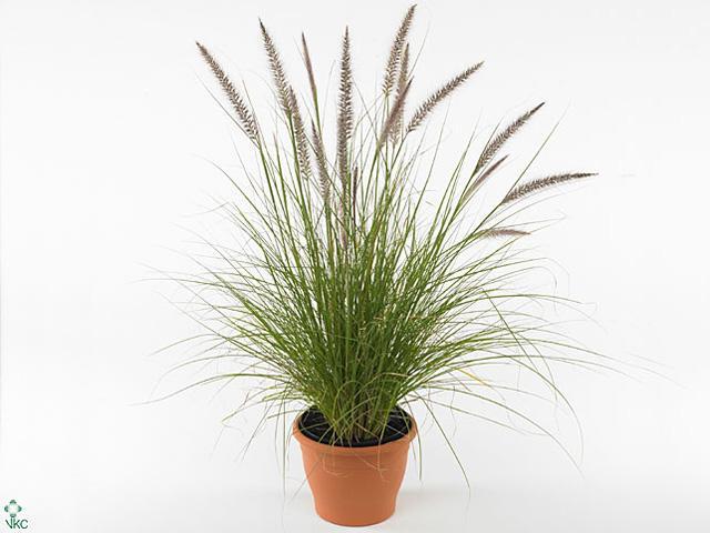 Pennisetum Purple Baron