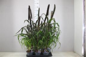 Pennisetum Purple Baron