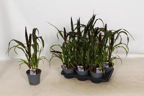 Pennisetum Purple Baron