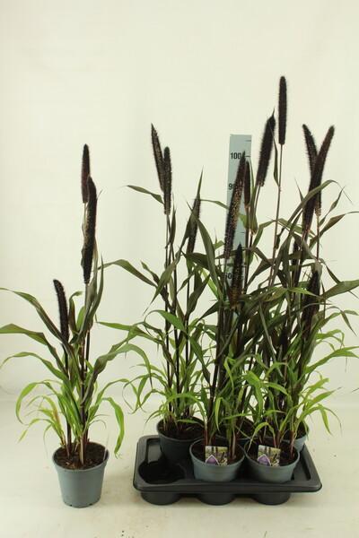 Pennisetum Purple Baron
