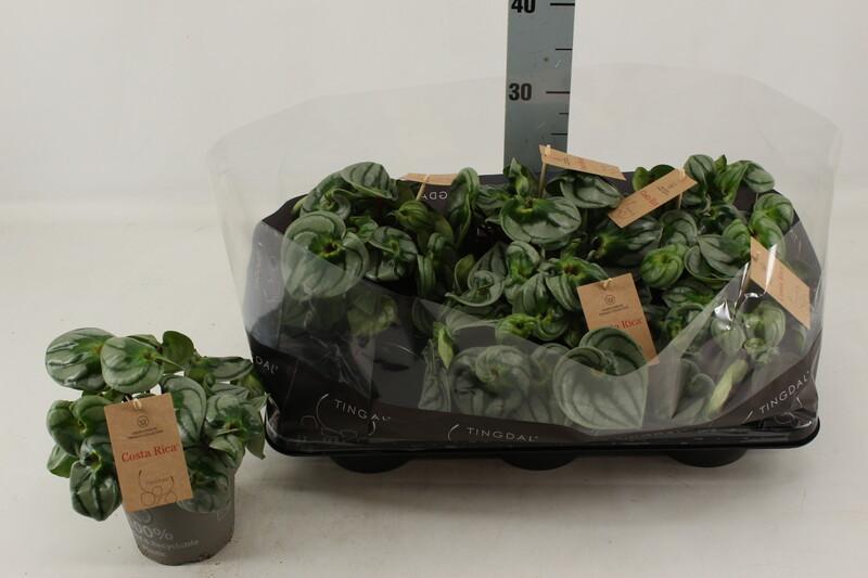 Peperomia Costa Rica
