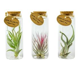Tillandsia sklo