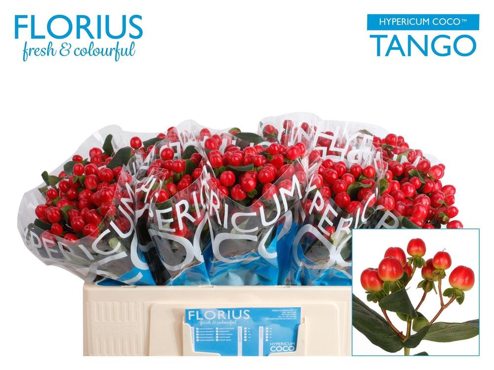 Hypericum coco tango
