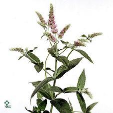 Mentha silver queen