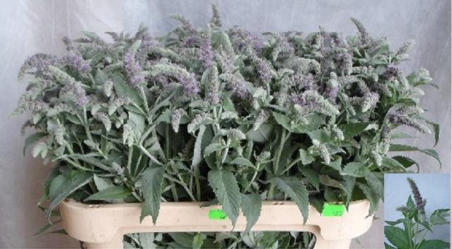Mentha silver queen
