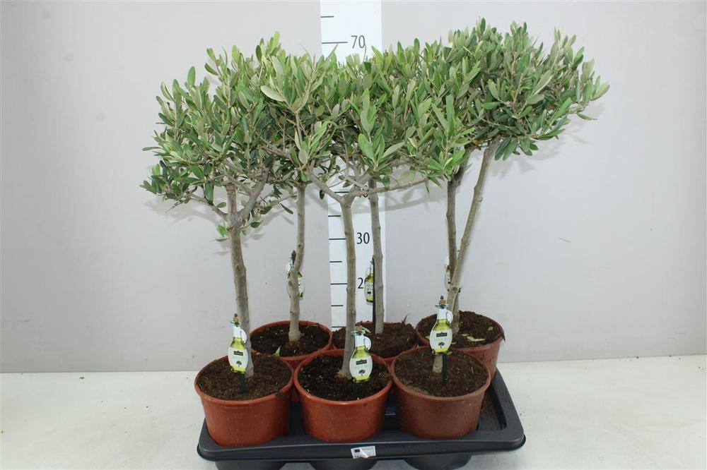 Olea europaea