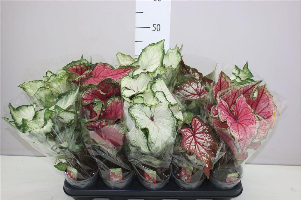 Caladium mix