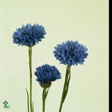 Centaurea cyanus