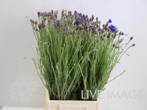 Centaurea cyanus