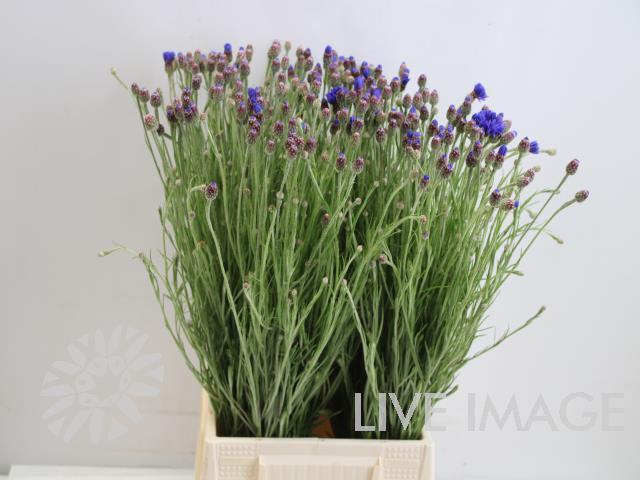 Centaurea cyanus