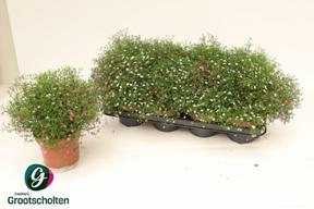 Gypsophila muralis mix