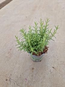 Rosmarinus officinalis