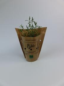 Rosmarinus officinalis