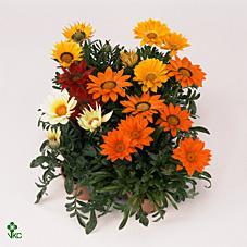 Gazania dekor. CZ