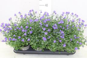 Campanula Spring Bell