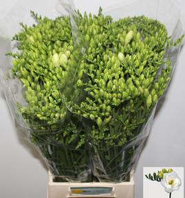 Freesia du versailles